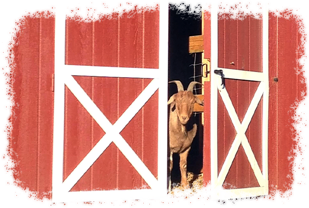 Goat sneaking a peek out the door